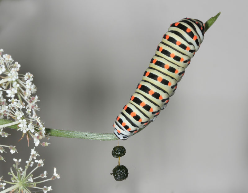 Quando scappa scappa....Papilio machaon